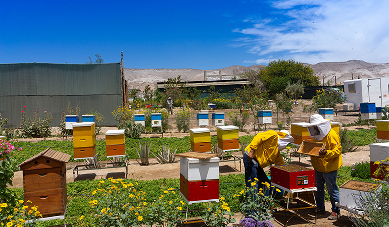 Feliz día del apicultor